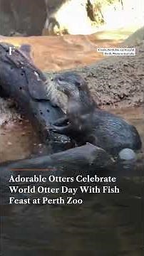 Perth Zoo Otters Enjoy Fish Feast for World Otter Day | Firspost News