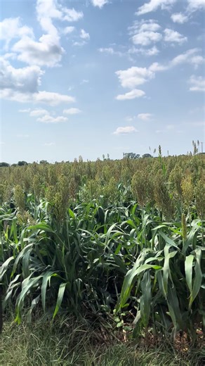 Stunning View of Our Valley Center Pivot