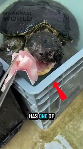 This Turtle Has a Bone-Crushing Bite 🐢😳 #alligatorsnappingturtle #shorts