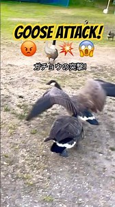 🪿💥 GOOSE ATTACK! 😱 The Angry Goose Strikes Without Warning! ガチョウの突撃！