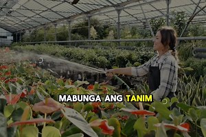 Go Organic! Fullharvest Root & Leaf Foliar Fertilizer ✅️ Organic ✅ ️Affordable ✅ ️Concentrated ✅ ️Proven & effective ✅️ Gawang Pinoy ✅️ With product registrations #GoOrganic #farming #lovemotherearth | Victory Global Unlimited Systems, Inc