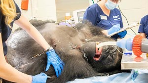 Houston Zoo animals get COVID-19 vaccinations