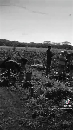 Kumano I Ke Ala o Makaweli on Instagram: "Mahalo to all our volunteers who joined us for our first Kukuiloloa work day of 2026 🌱 #kumanoikeala #alohaaina #volunteeroahu #malamaaina #jointhemovement"