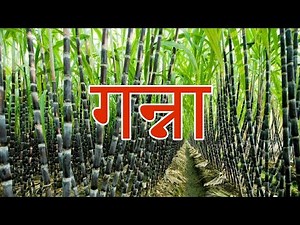गन्ने के बारे में जानकारी || All about Sugar cane in Hindi