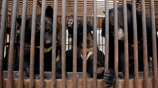 South Korea announces end to controversial bear bile farming