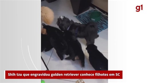 Shih tzu que engravidou golden retriever conhece filhotes em SC