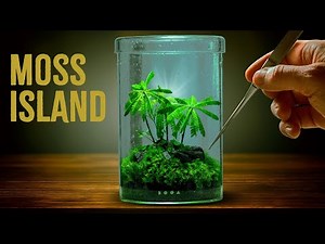 Building 3 Miniature Ecosystems 🌱 Moss Island, Jewel Orchid & Carnivorous Terrarium