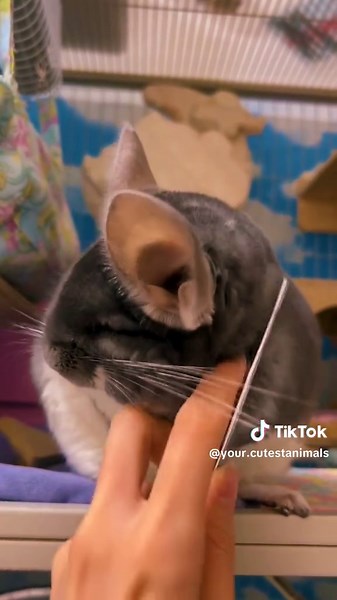 Relaxing Chinchilla Brushing Video