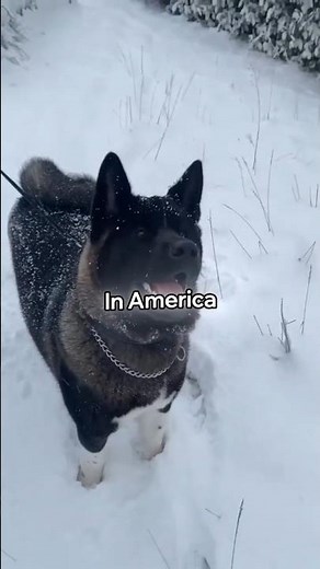 The American Akita: The Silent Guardian