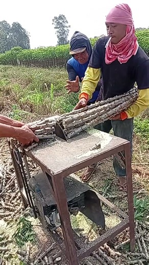 Cutting cassava stems with a machine 00015