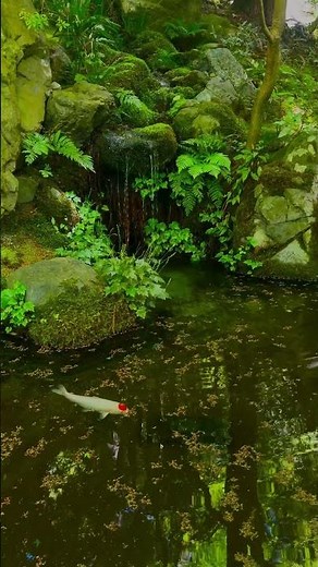 【Kyoto 瑠璃光院】生命力溢れる新緑の世界 | The Stunning Japanese Garden in Ruriko-in #kyoto #travel #zen