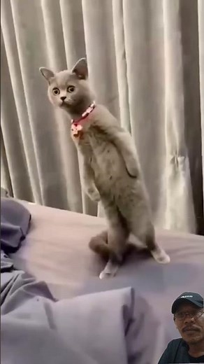 "Scaring Cats Prank 🐱💨 Funniest Reactions Ever!"