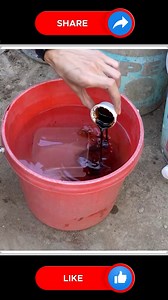 Delicious Eggplant 🧡🆕 | Small Vegetable Garden