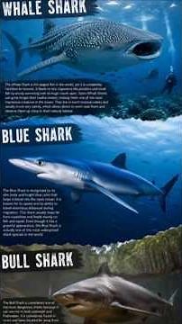 Top 3 Most Dangerous Sharks in the World 😱 (Whale Shark – Blue Shark – Bull Shark)