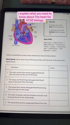 Understanding the Heart for GCSE Biology