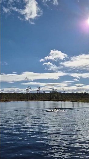 September swimming in Viru Swamp, North Estonia #arhadyr #swampswimming #visitestonia