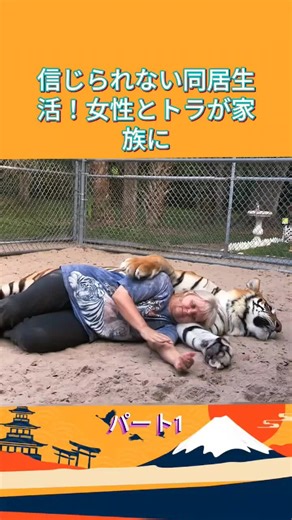 信じられない同居生活！女性とトラが家族に #news #animal #japan #learnontiktok