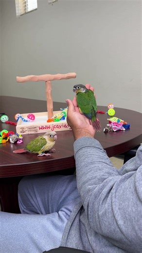 We’re hand feeding the sweetest green cheek conure babies 🥰❤️ The two mutations in this video are the yellow sided and the cinnamon. • • • •#cinnamongreencheekconure #yellowsidedgreencheekconure #greencheekconure #greencheekedconure #conures #babygreencheekconure #yellowsidedconure #conuresofinstagram #babyconure #pyrrhuramolinae #conuretoys #birdstand #educationalvideos #cutebirds #babybird #babyparrot