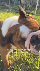17K reactions · 81 shares | DM-01™ Daily Multivitamin is an all-in-one solution to common skin issues such as itching, allergies, paw-licking, and irritation. ✔️ 12 Clinically-backed ingredients ✔️ Vet-Formulated ✔️ Made in Vermont Use code DOGDAY for 25% off. | Dog is Human | Facebook
