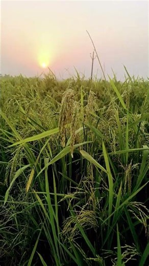 sunlight inview rice development process #shortvideo