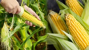 The Impact of Efficient Corn Harvesting on Global Markets
