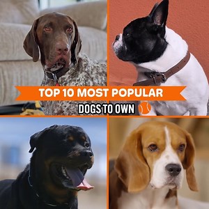 Top 10 Most Popular Dog Breeds To Own | Harvest Heroes