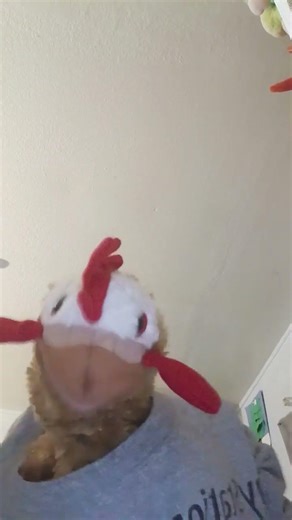 the chicken. the boglin sponk is coming soon in 2/17