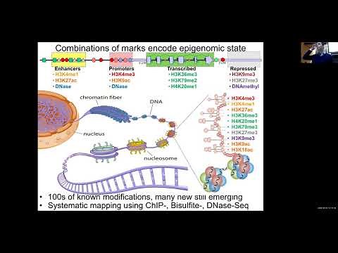 MIT Deep Learning Genomics - Lecture 6 - Regulatory Genomics (Spring 2020)