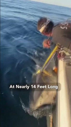 Largest white shark ever caught found off Florida coast in the Atlantic