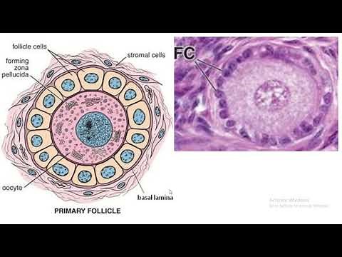 Primary Ovarian Follicles Explored