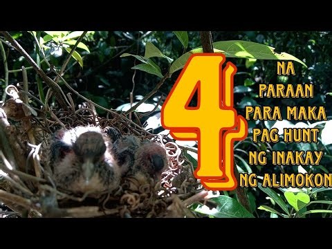 Tutorial Kung paano mag hunt ng pugad ng Alimokon/White eared brown dove.