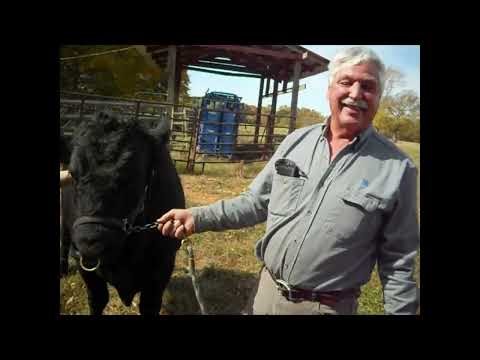 Buchanan Beefalo farm, Buchanan TN