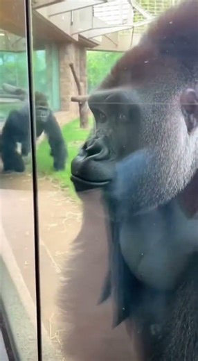 That Microsecond When the Gorilla Realizes His Girlfriend Saw EVERYTHING 😅.mp4