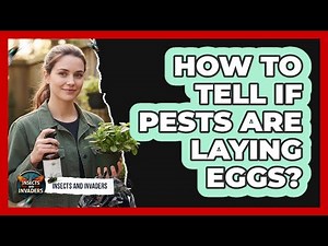 How To Tell If Pests Are Laying Eggs?