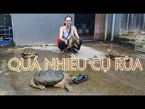 Quá nhiều CỤ RÙA - Alligator snapping turtle | WILDVN TV