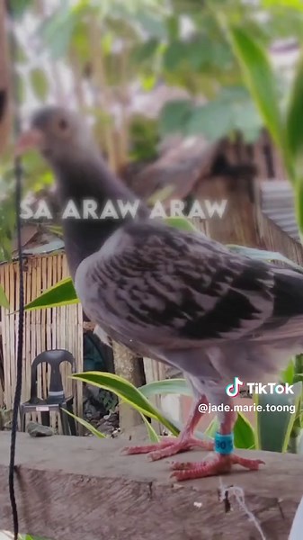 Jade Marie Toong (@jade.marie.toong)’s videos with original sound - romwell Espares