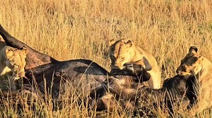 1.7K views · 2.4K reactions | Successfully hunt | Maurice Tirason Tira | Facebook