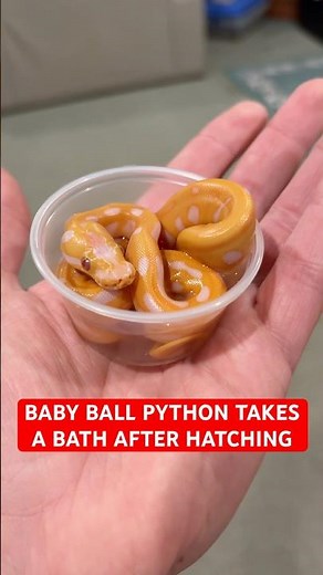 Baby Ball Python Takes A Bath After Hatching😍🔥🐍