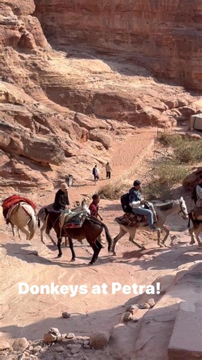 353 reactions · 18 shares | Lots of donkeys at Petra! (No sign of Shrek though! Ha). Go to www.biblicalisraeltours.com to check out our BIMT ministry and our upcoming trips to Israel and to other lands of the Bible! #petra #jordan #donkey | John DeLancey | Facebook