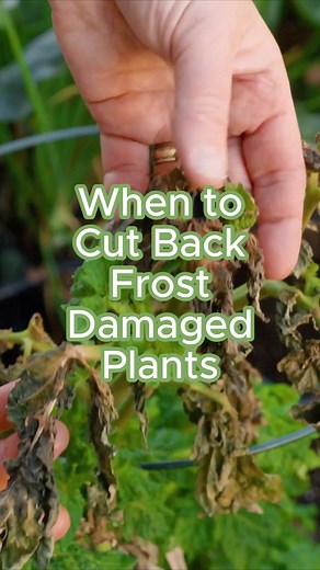 3.2K views · 37 reactions | Did your plants suffer frost damage?...