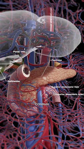 What is the Pancreas For?
