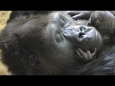 Baby Gorilla Bonding at Lincoln Park Zoo