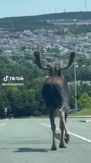 Majestic Moose Sightings in Paradise, Newfoundland