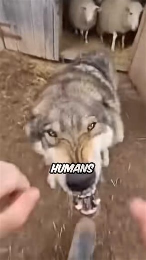 Why Wolves Almost Never Attack Humans