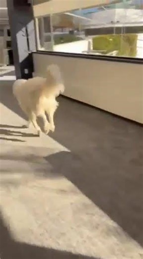 XP Hank loves to play with his toys - NorthStar Pet Rescue in NJ - February 2026