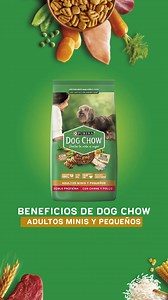Dog Chow® Adultos Minis y Pequeños para perros de 1 a 7 años de edad 🐶 Con croquetas ideales para su mordida, los nutrientes específicos que requiere su desgaste de energía y los beneficios de Extralife® para maximizar su calidad de vida 💚 | Purina Dog Chow