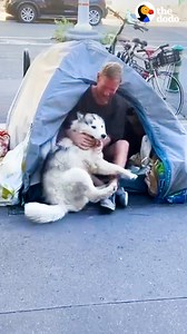 Husky falls in love with man living on the street in Paris — and the result is something no one could have ever imagined 😭💙 | Soulmates