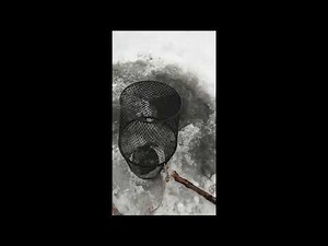 How to trap minnows in the winter