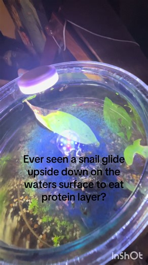 Upside Down Snail Eating Protein Layer