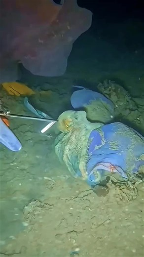 Cacería nocturna bajo el agua: tiros precisos al arpón, peces ocultos y un pulpo gigante. #pescasubmarina #mexico #pescanocturna #arpon #buzos